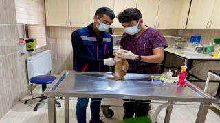 Sincanda sokak hayvanları güvende