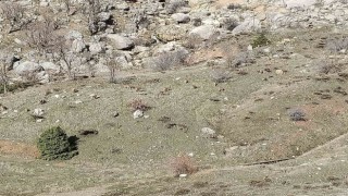 Sincikte dağ keçileri sürü halinde görüldü
