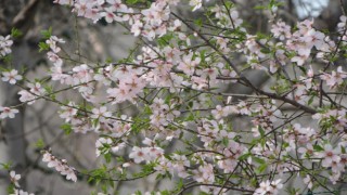Sinopta şubat ayında şeftali ağacı çiçek açtı