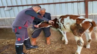 Sökede şap hastalığı için aşılama çalışmaları devam ediyor