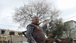 Hatay'a erken bahar: Kışın ortasında badem ağaçları çiçek açtı