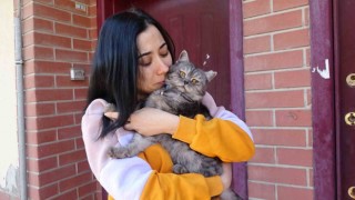 Tavşanlı ilçesinde kayıp olarak aranan kedi 10 gün sonra bulundu