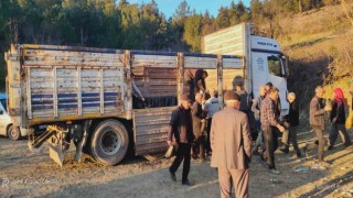 Tavşanlıda köylülere 750 hünnap fidanı dağıtıldı