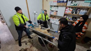 Tüfekle vurulan köpek hastane bahçesine sığındı
