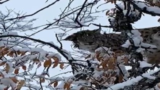 Tuncelide karların arasında kamufle olan vaşak görüntülendi