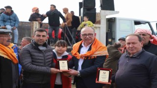 Turgutluda Deve Güreşleri nefes kesti