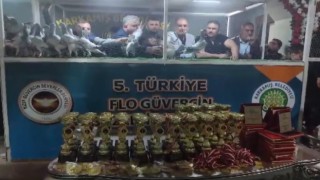 Türkiyenin en güzel güvercinleri Karkamışta görücüye çıktı