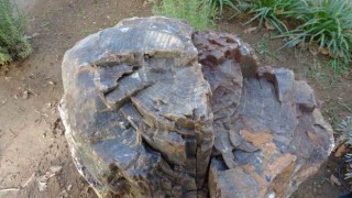 Uşakta 10-16 milyon yaşında ağaç fosili bulundu