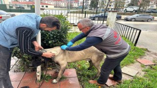 Vizede kedi, köpek ve gelincikler kayıt altına alınıyor