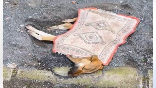 Yaralı köpeğe ekipler müdahale etti.