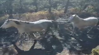 Yılkı atları doğaseverler tarafından görüntülendi