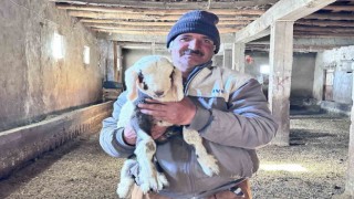 Yüksekovada ithal çoban dönemi