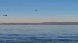 Yunus balıklarının dansı kamerada