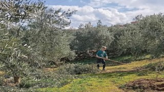 Zeytin budaması ve ilaçlaması devam ediyor