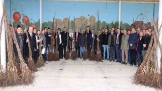 11 bin adet ceviz fidanı dağıtıldı