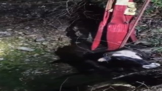 15 metrelik kuyuya düşen inek, 3 saatte kurtarıldı