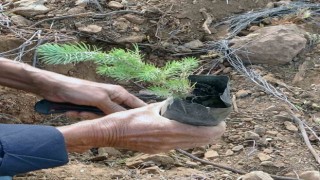 21 Martta Muğla ve Aydında 50 bin fidan toprakla buluşacak