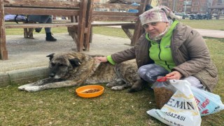 22 yıldır sokak hayvanlarını besliyor