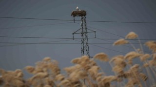 5 bin kilometre yol kat edip ata yurduna döndüler