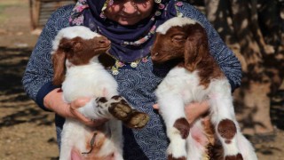 Adana yetiştiricisine 76 milyon TL destek