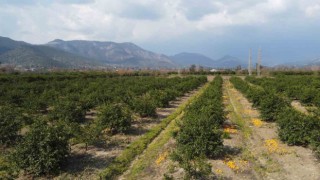 Adanada para etmeyen narenciye bahçede kaldı