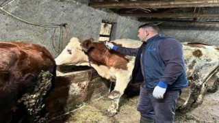 Afyonkarahisarda hayvan hastalıklarıyla mücadele sürüyor