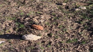 Afyonkarahisarda patlamamış el bombası bulundu