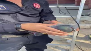 Ağaç dallarına takılan güvercini itfaiye kurtardı