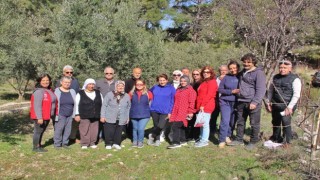 Almanlar ve İngilizler zeytin budamayı öğrendi
