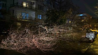 Ankarada fırtına nedeniyle ağaç devrildi