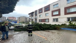 Antakyada kuvvetli fırtına ağacı yola devirdi