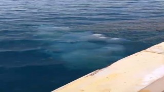Antalyada balıkçı ağları denizanasıyla doldu