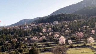 Antalyanın yüksek kesimlerinde güneşe aldanan badem ağaçları erken çiçek açtı