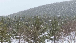 Ardahanın yüksek kesimlerinde kar yağışı etkili oldu