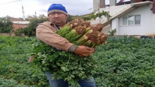 Atalık tohumla üretilen kerevizlere büyük ilgi