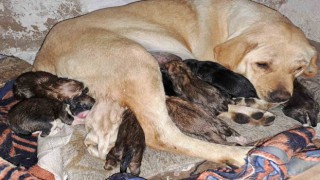 Aydında sokak köpeği bir batında 12 yavru doğurdu