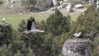 Bahar geldi, ardıç ağaçlarının üzerindeki yuvalar leyleklerle şenlendi