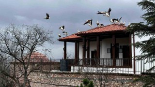 Baharın gelişiyle göç eden leylekler Şeyh Edebali Türbesinde de mola verdi