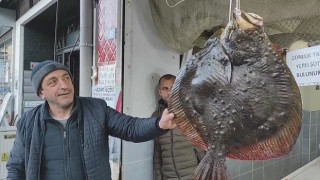 Balıkçı ağına takılan 7 kg ağırlığındaki kalkan balığı 7 bin TLden anında alıcı bulundu