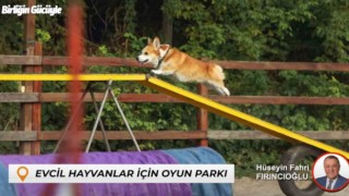 Bartında sokak hayvanları için yuva evcil hayvanlar için oyun parkı yapılacak