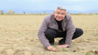 Başkan Güler, tarım işçileriyle domates fidesi dikti