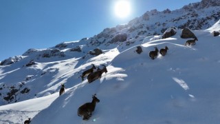 Bayburtta karlı arazide dağ keçileri görüntülendi