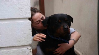 Beslediği köpeğin aynı cinsi tarafından sokakta saldırıya uğradı, dehşet anlarını böyle anlattı