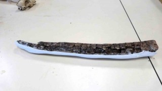 Beyağaçta Türkiye tek örnek olan fil dişi fosili bulundu