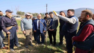 Bilecikli çiftçilere ağaç budama eğitimi verildi