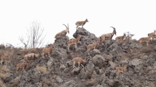 Bingölde dağ keçisi sürüsü doğal ortamında görüntülendi