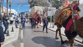 Bodrumda hafta sonu arenada güreşecek develer meydana indi