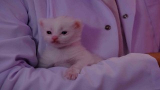 Bu yılın ilk yavru Van kedileri dünyaya geldi