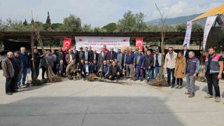 Buharkentli üreticiye kestane ve incir fidanı desteği