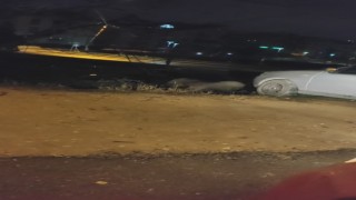 Bursada aç kalan domuzlar şehir merkezine indi